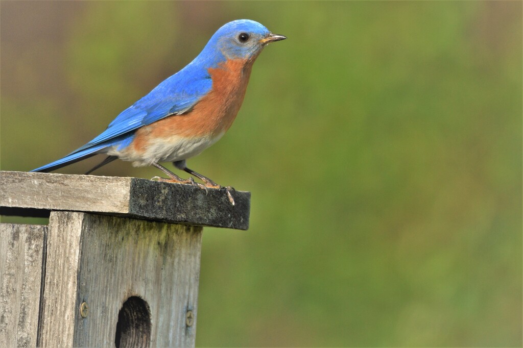 DSC_6682 (2) Blue Bird 
