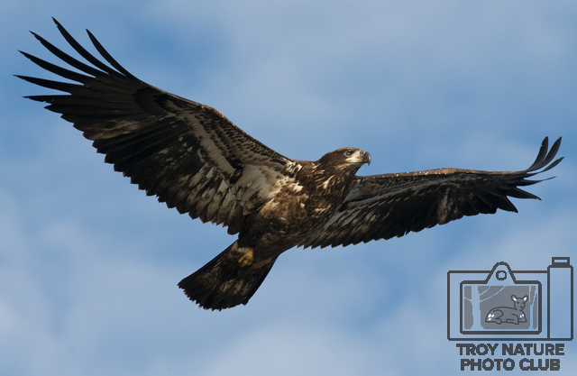 Juvenile Bald Eagle (DSC_8416 PSR001c 300ppi)