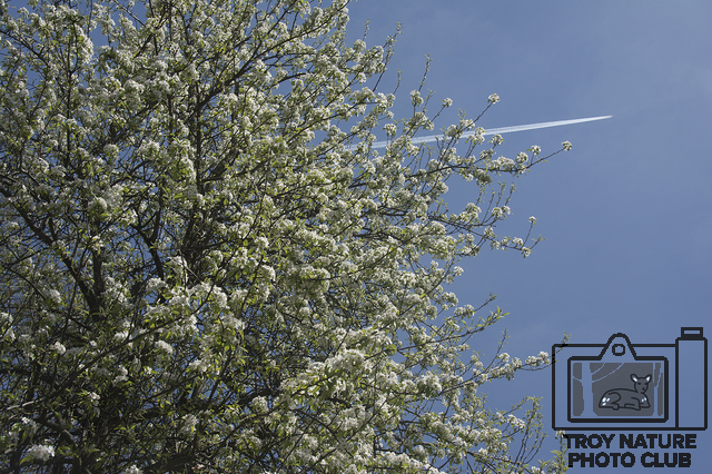 april-spring_013