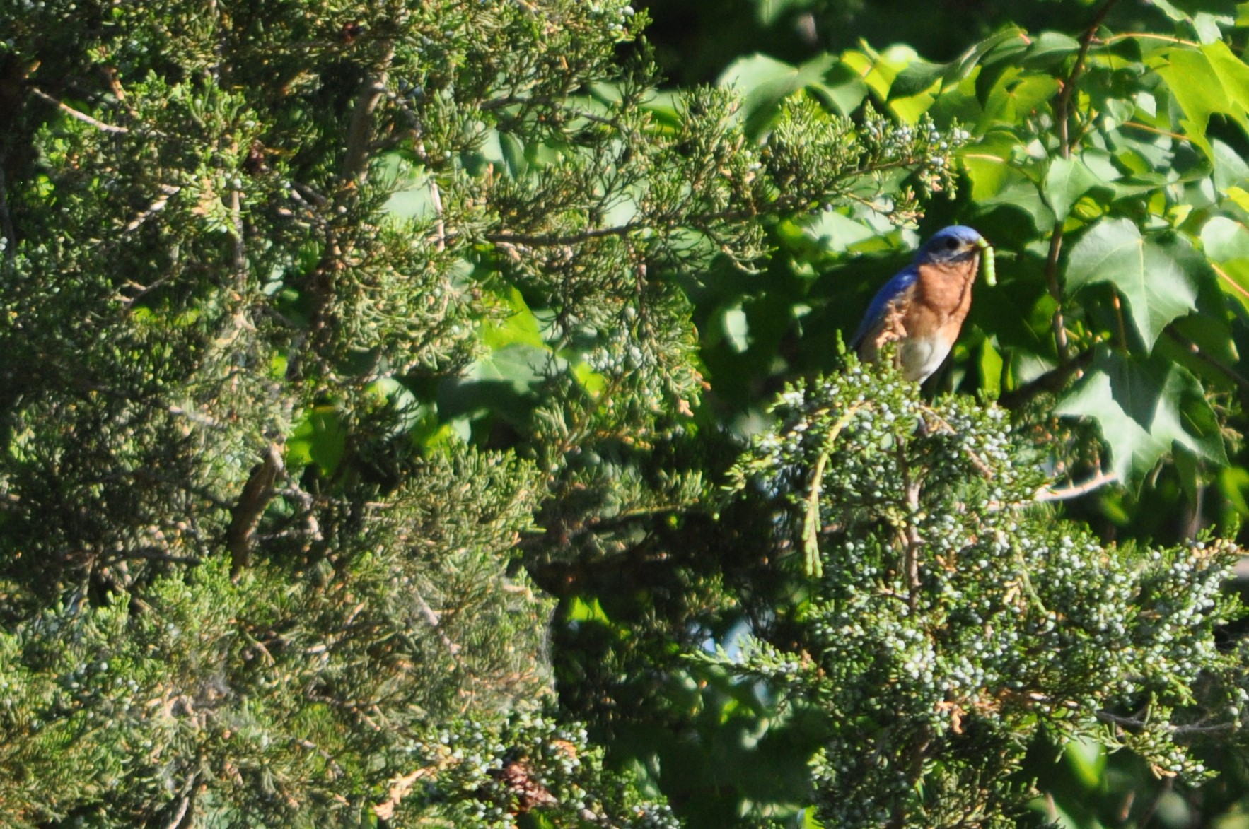 DSC_0287 (4)