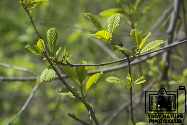 april-spring_005