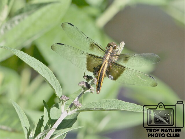 Dragonfly