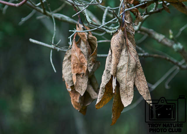 Dead Leaf2