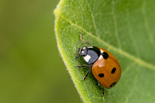 ladybug-1-7-12-20-380_ss01