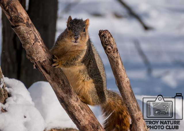Snow Squirrel