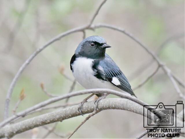 Black-throated Blue Warbler