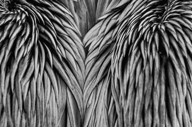 Pelican Wings