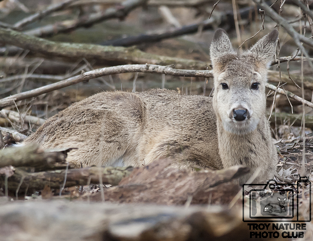 DSC_4616 PSR001c 110 x 85 deer