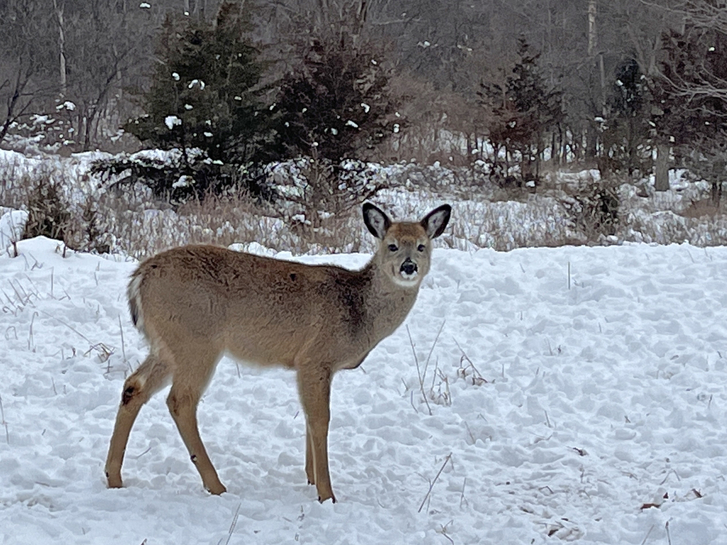 feb23-walk_003