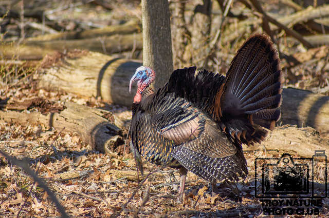 Tom Turkey