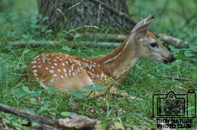 Fawn 1