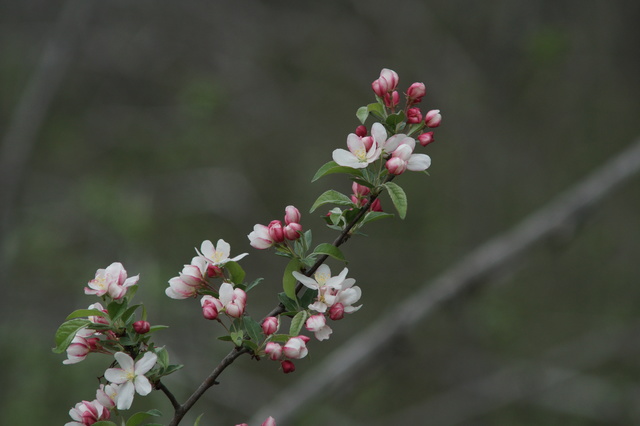 Budding Success