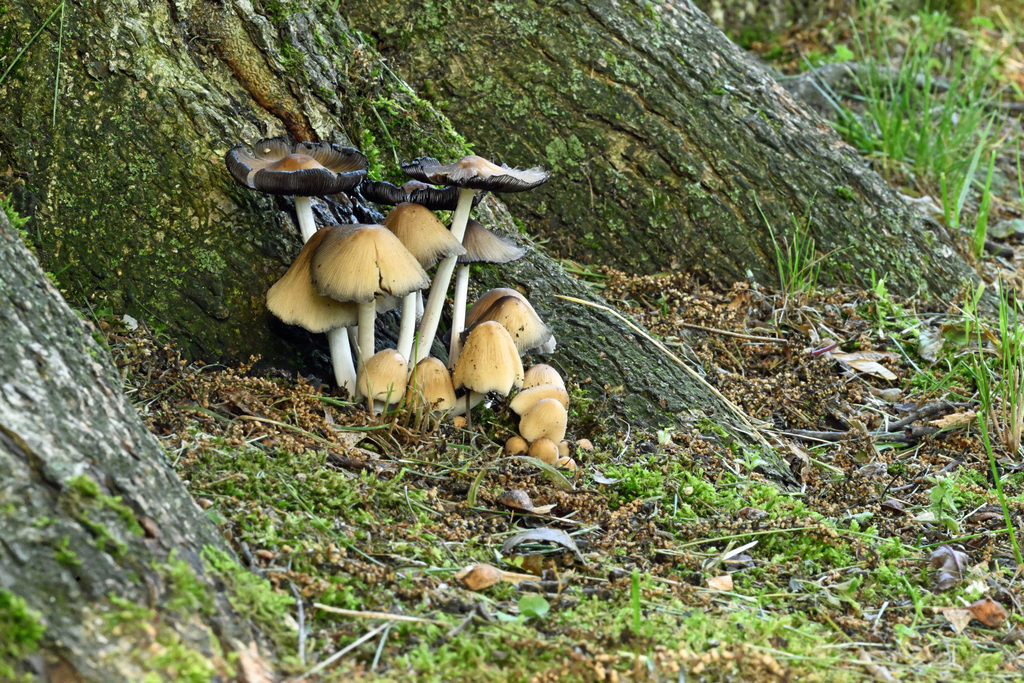 DSC_9044_329