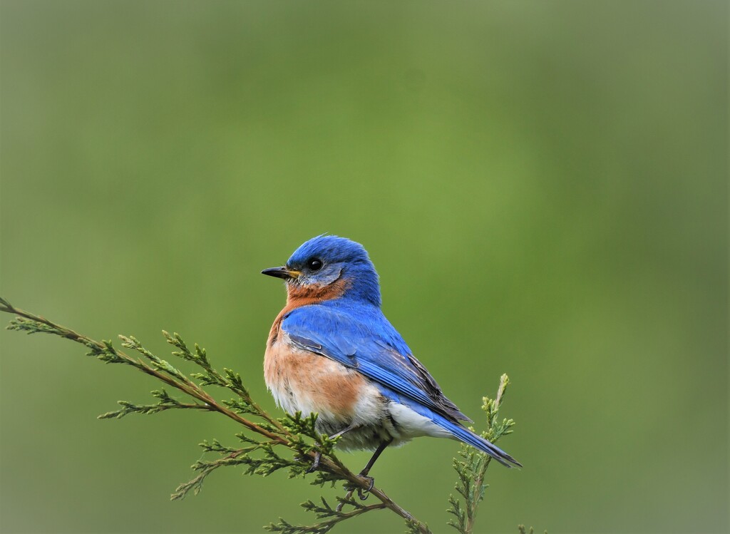 DSC_0075.jpg1 Eastern Blue bird