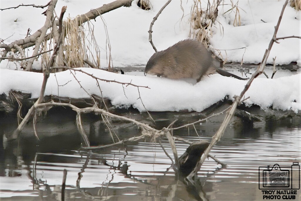 Muskrat