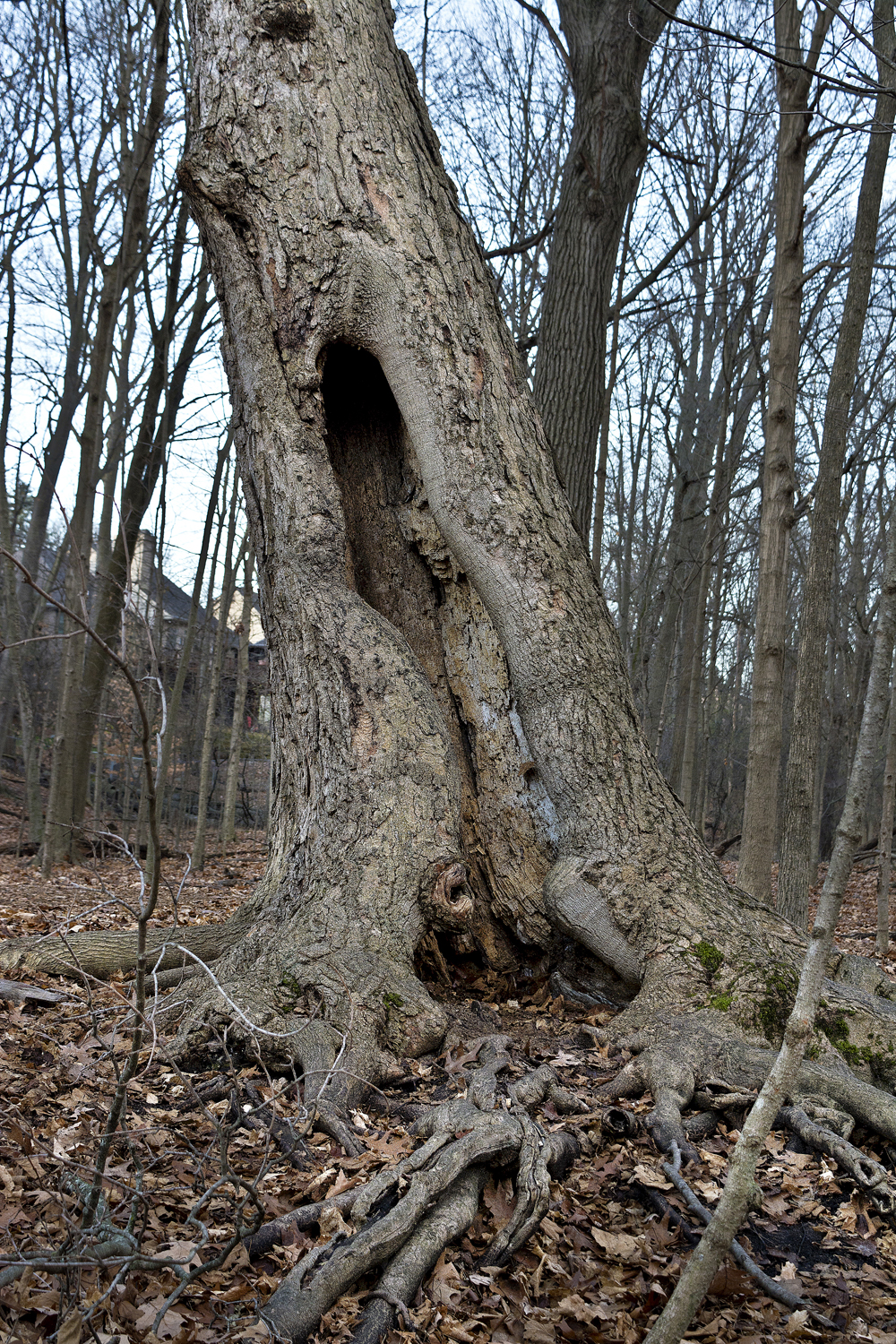 walk-december_002