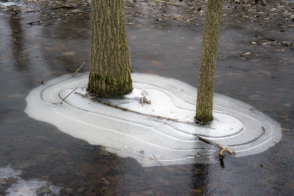 walk-jan24_003