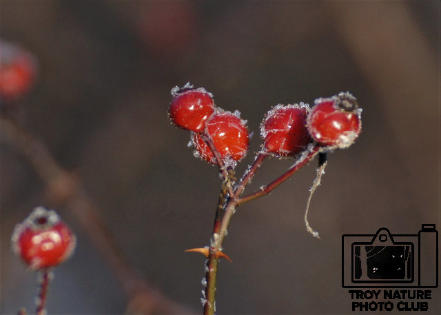 Winter Berries-Timmer-05