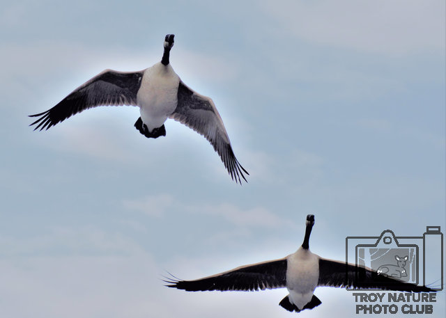 Canadian Geese
