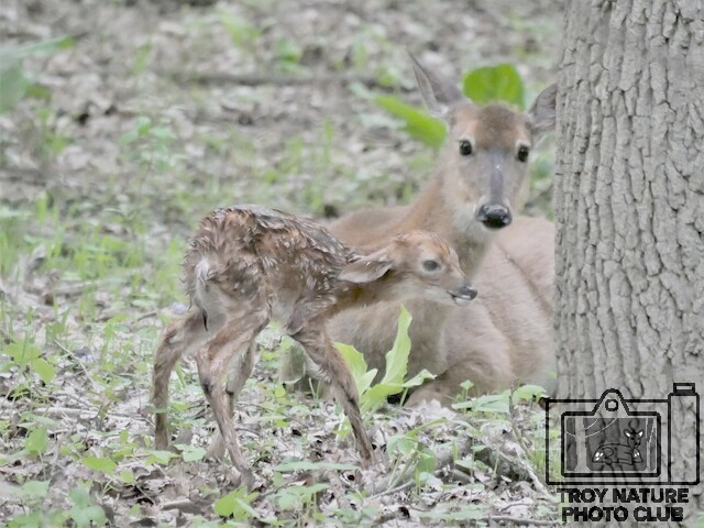 Newborn Fawn 2