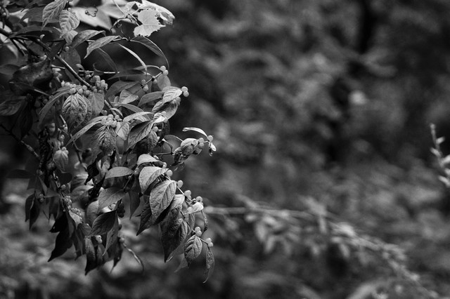 DSC05909 - Copy