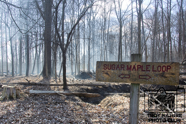 maple-syrup_003