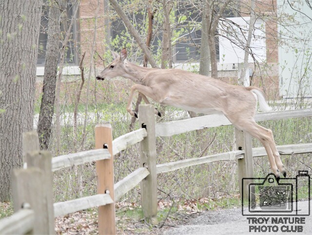 Leap Yearling